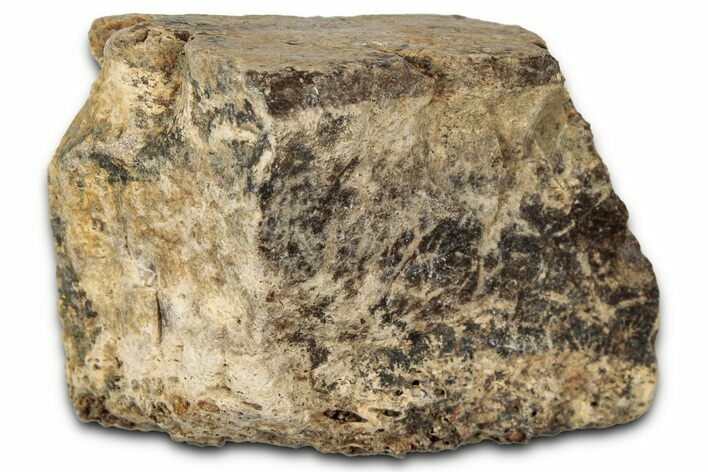 Dinosaur (Triceratops) Frill Shield Section - Montana #348028